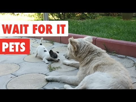 Momentos inesperados com animais