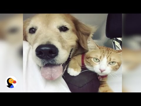 Cão adopta gatinho selvagem