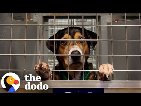Cão de abrigo espera seis anos por uma família