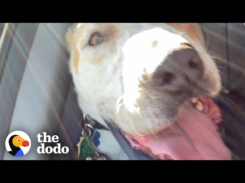 Cão conhece finalmente a sua família para sempre
