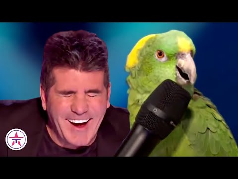 10 audições de animais mais engraçadas no Got Talent