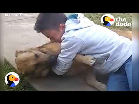 Rapaz reencontra o cão que tinha desaparecido