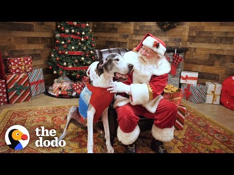 Cão de abrigo recebe a surpresa perfeita no Natal
