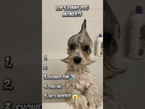 Ranking Funny Dog Videos!