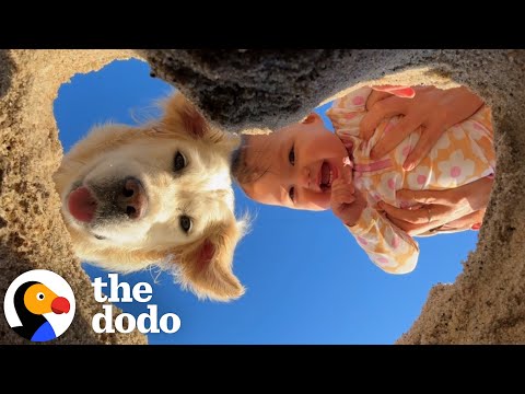 Criar um bebé e um cão: caos adorável