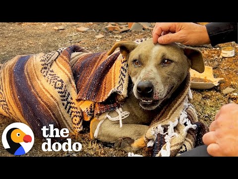 Cão salvo dos escombros reencontra a dona