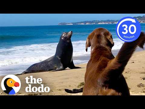 Amizades improváveis entre animais