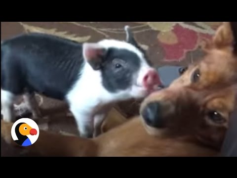 Compilação de amizades animais improváveis