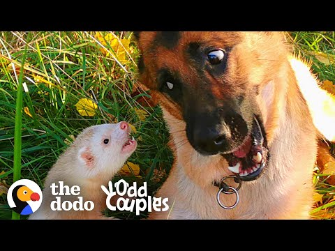 Cão e furão tornam-se inseparáveis