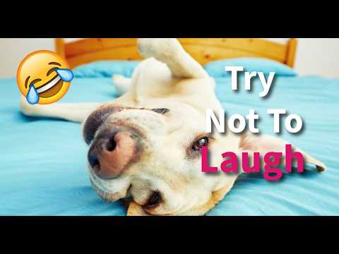 Tenta não rir: animais de estimação