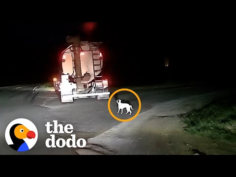Cachorro resgatado torna-se amigo de um bebé