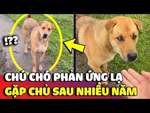 Reencontro com o cão após um ano longe de casa
