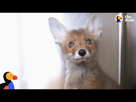 Raposa resgatada regressa à natureza com a sua melhor amiga