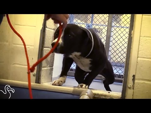 Cão adoptado celebra com uma dança inesquecível