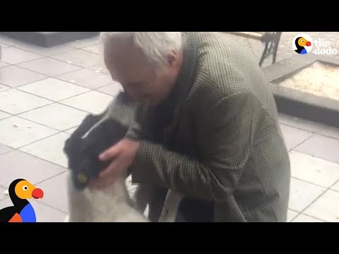 Cão reencontra o dono após três anos