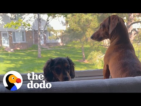 A melhor surpresa para uma cadela solitária