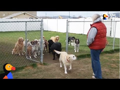 Cães reconhecem os seus nomes — e o último é inesquecível