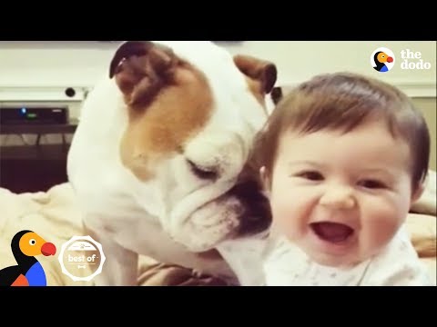 Animais adoráveis que vão fazer-te rir