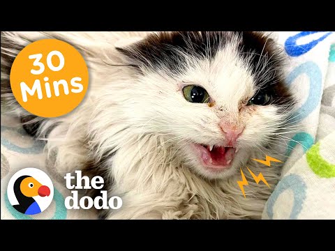 30 minutos de histórias de animais que aquecem o coração