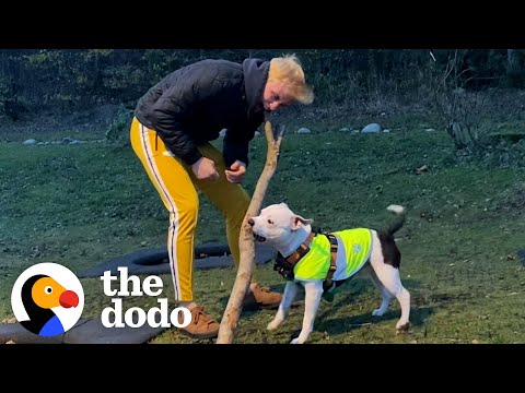 O cão que enlouquece quando chega o seu tio