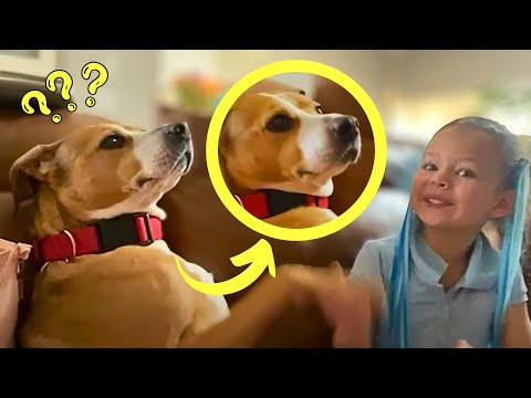 Cães e gatos em momentos ternurentos e cómicos