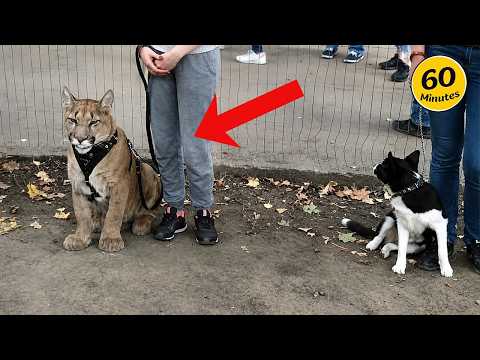 Os animais mais hilariantes de 2026