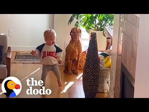 Cão sénior aprende finalmente a fazer parte de uma família
