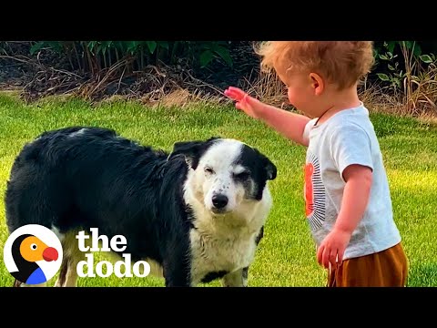 Cão perdido aparece numa quinta e encontra um novo lar