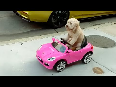 Momentos hilariantes de cães e gatos