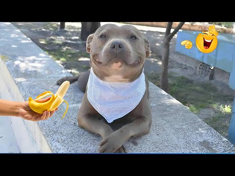 Os momentos mais engraçados de cães e gatos