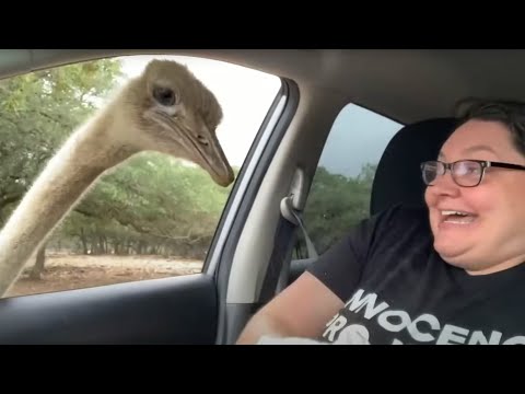 É o mundo dos animais — nós só cá vivemos