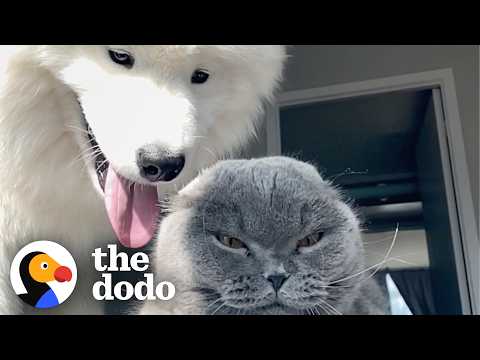 O cão que tentou ser amigo de um gato durante anos