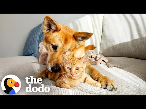 Adoptar temporariamente um gato para fazer companhia a um cão sénior