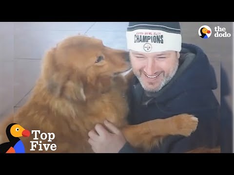 Cães reencontram as suas famílias