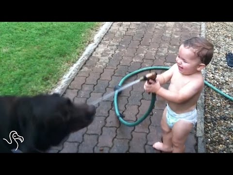 Bebés a rir com os seus animais de estimação