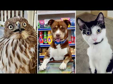 Os animais mais engraçados da década