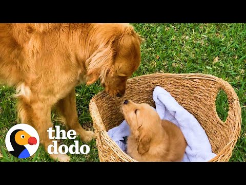 Uma golden retriever conhece a sua miniatura