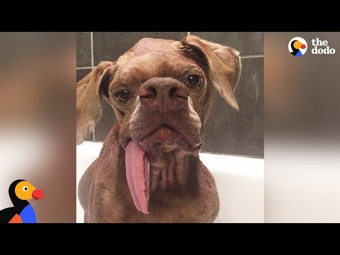 O cão resgatado com um visual único que está sempre feliz