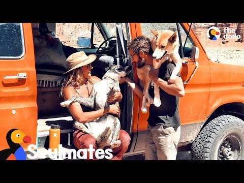 Casal e cães de abrigo tornam-se uma família feliz