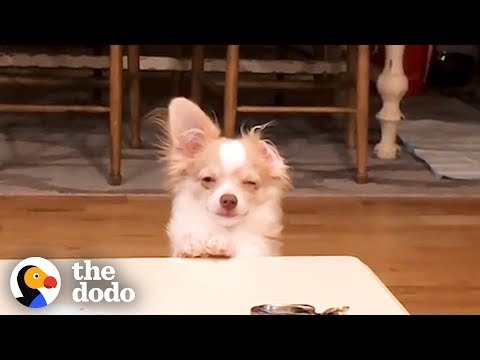 Cães apanhados em flagrante