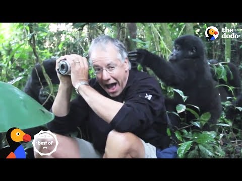 Encontros inesperados com animais selvagens
