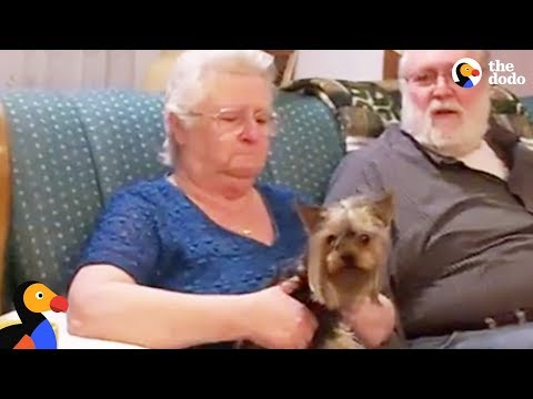 A avó que recebe uma surpresa de quatro patas