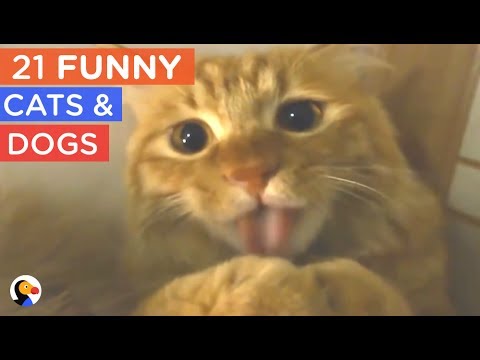 21 gatos e cães que vão tentar fazer-te rir