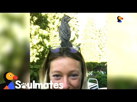 A mulher que salvou um pintarroxo e ganhou um amigo