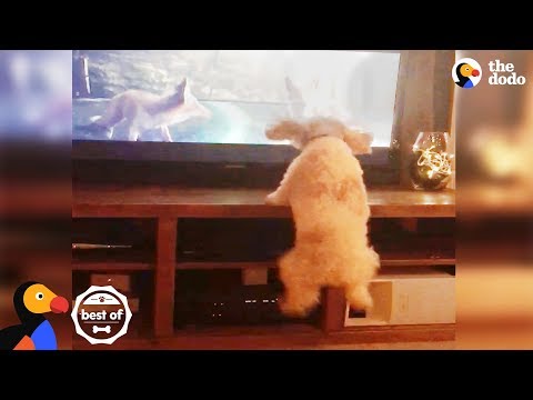 Cão salta ao ver animais na televisão