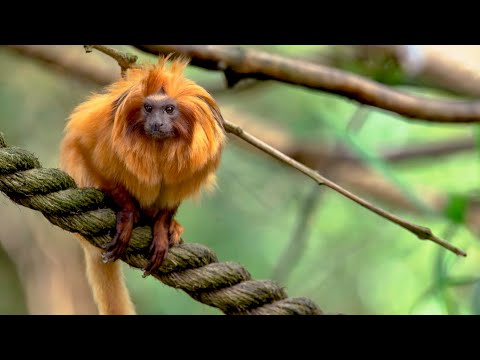 Quatro animais adoráveis que talvez nunca tenhas visto