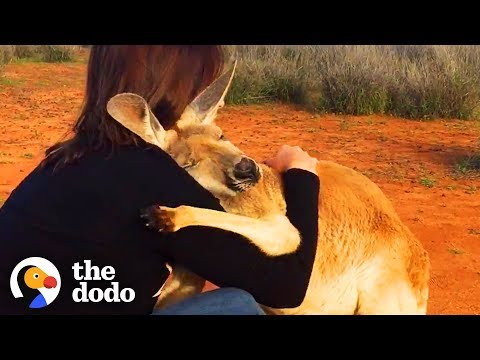 Encontros mágicos entre animais