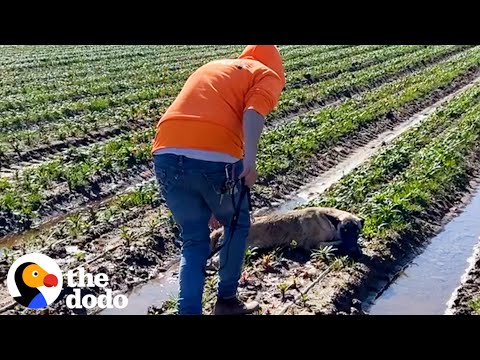 Cão reencontra quem o salvou