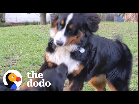 A felicidade de reencontrar o melhor amigo