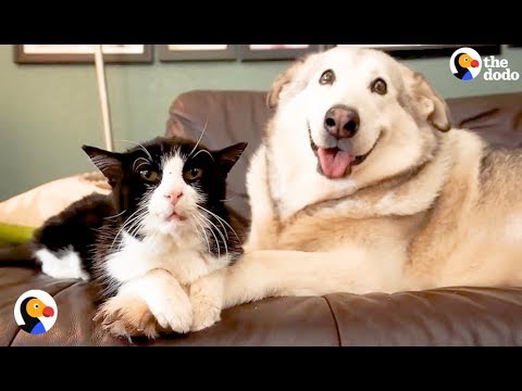 Cão triste encontra quatro gatinhos para cuidar
